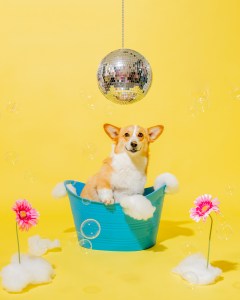 Dirty Dog Beauty Club