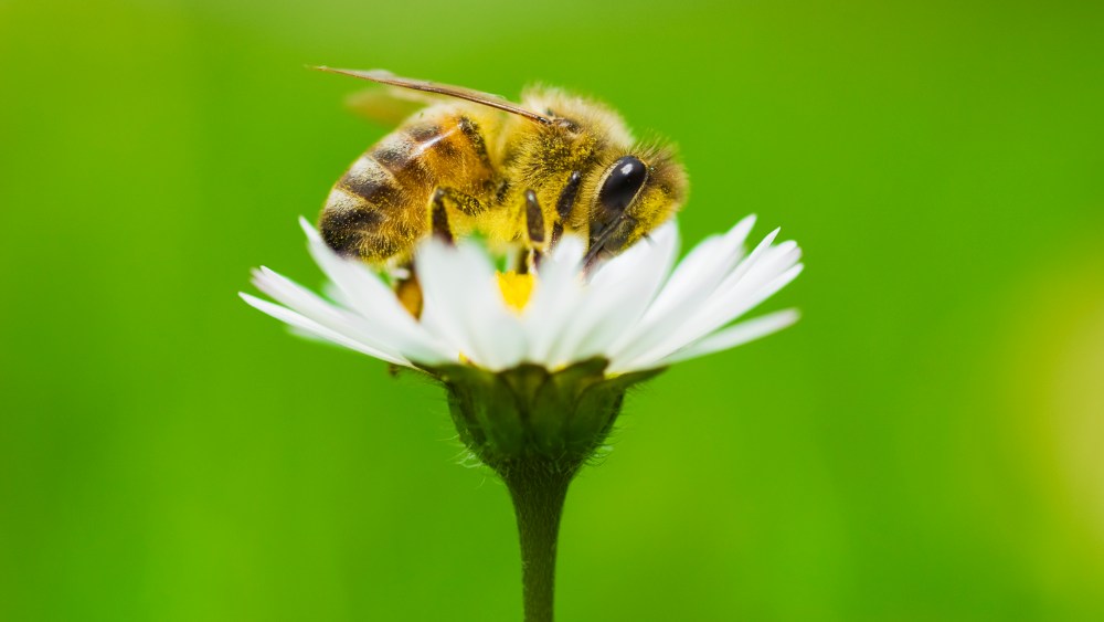 Pangaia will launch the Trillion Bees at COP28 coalition to support pollinators and biodiversity.