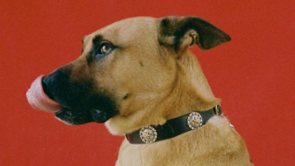 The Kate Cate x Poldo Dog Couture ad campaign.
