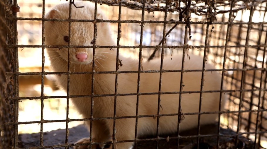 Animal rights groups say mink farms pose a threat to human health.