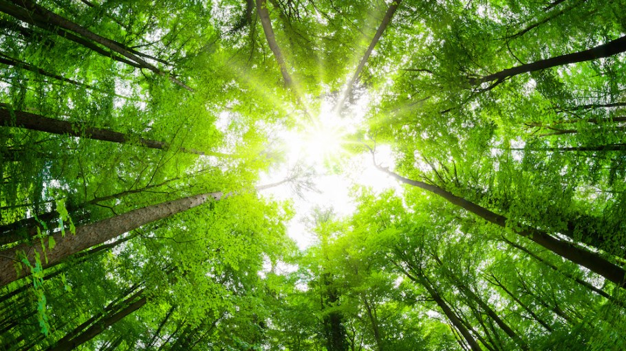 Through the CanopyStyle program, apparel makers work with the nonprofit to find sources of cellulose for fabrics such as viscose, rayon, lyocell and modal that don’t threaten vital forest ecosystems.