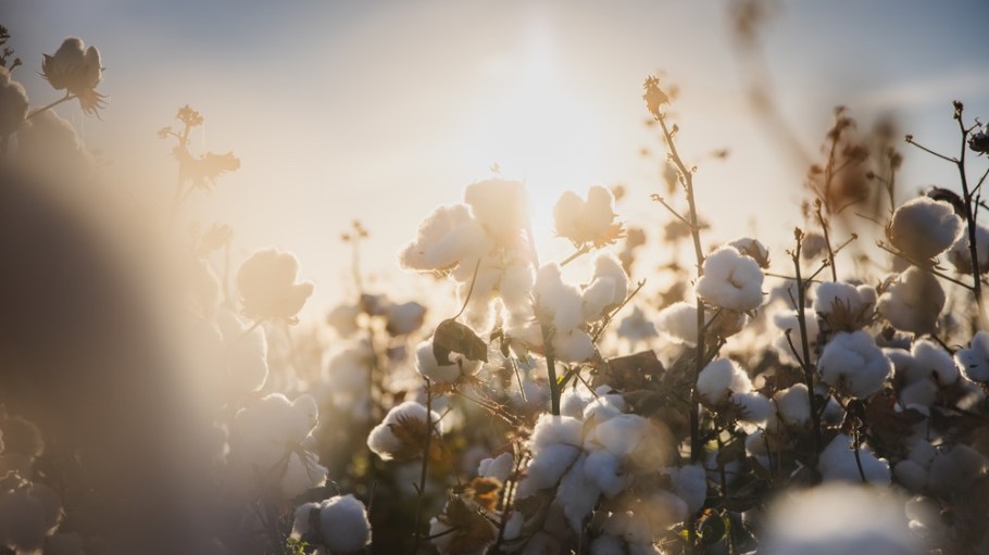 Cotton growing in Queensland, Australia.