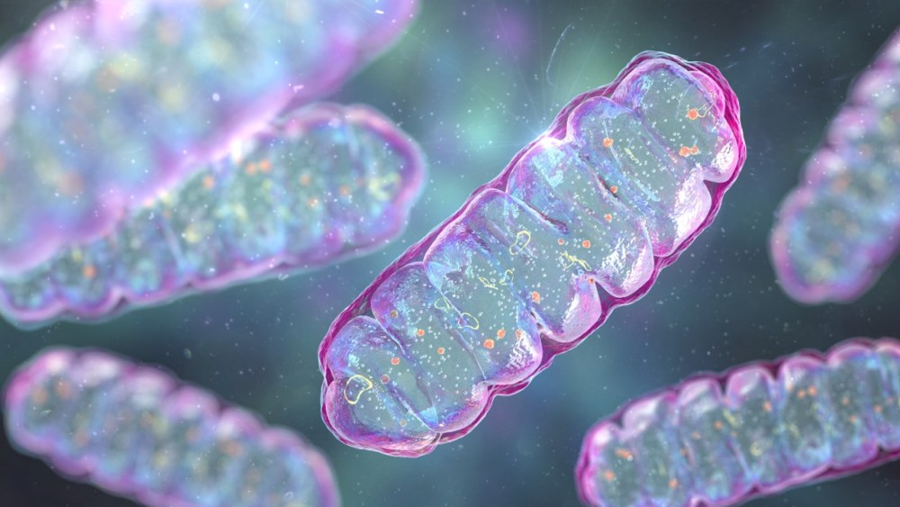 Mitochondria