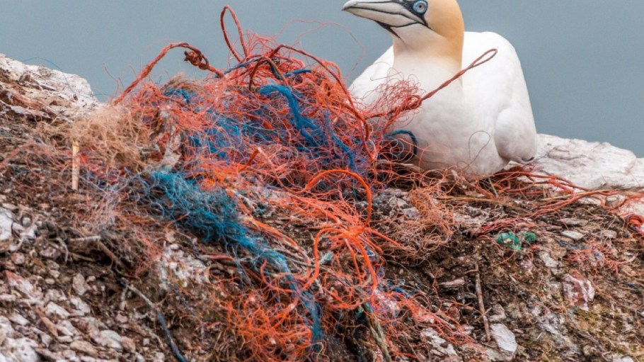 White bird tangled in nylon-based fishing nets.