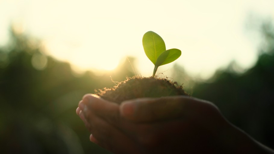 Human hands hold a plant.
