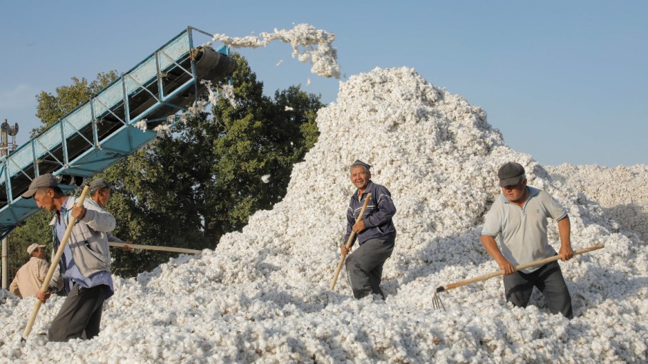 Uzbek men work at a cotton reception point outside the capital Tashkent on September 18, 2023.