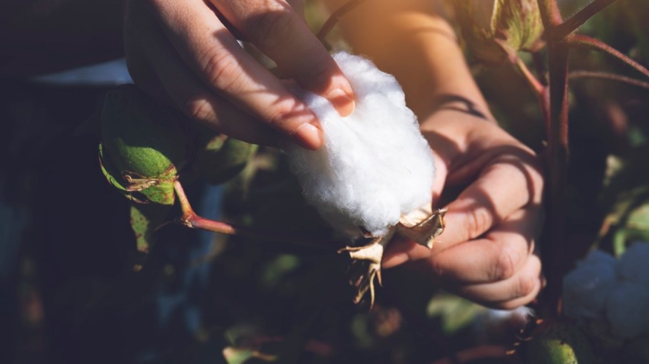 Cotton