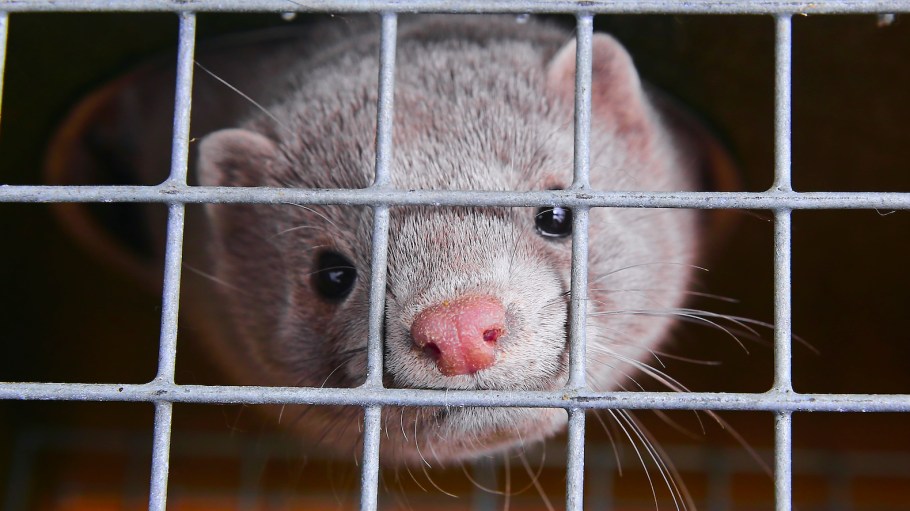 Fur farm. A gray mink in a cage looks through the bars.