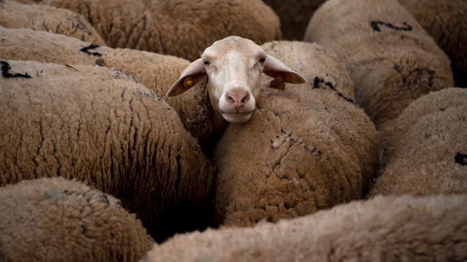 Sheep are seen at the Cooprado farm's shepherding school in Casar de Caceres, Spain.