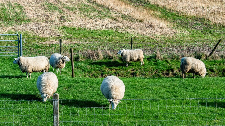 PETA has come after Free People's use of wool following a campaign for the company's new activewear collection.