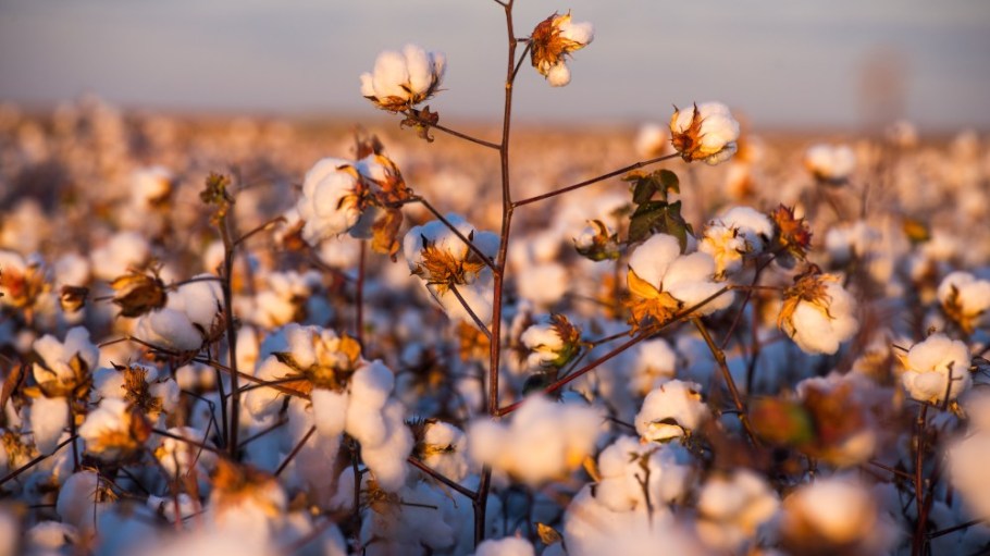 Regenerative cotton farming is essential to the apparel industry's transition to a more sustainable future, Cotton Connect CEO Alison Ward says.