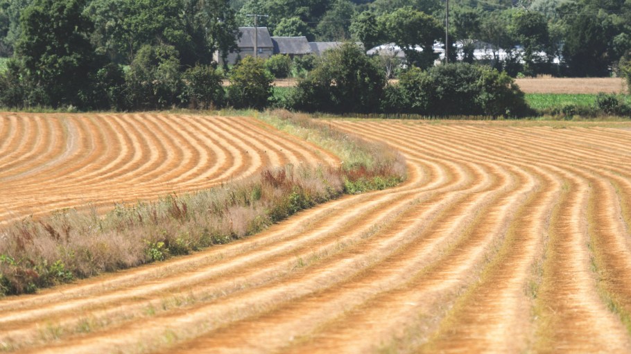 The North American Linen Association aims to revive the region’s commercial fiber flax agriculture.