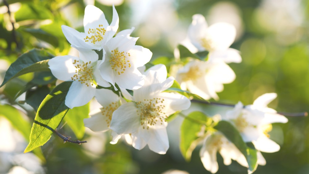 jasmine bush in warm sunset light, shallow depth of field