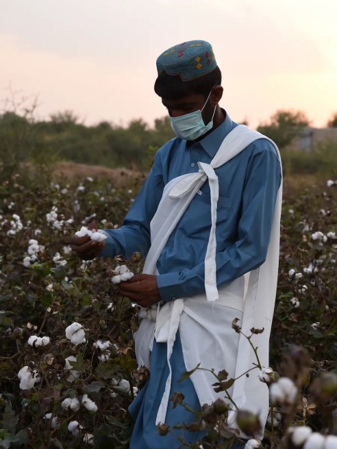 Afm.Regenerative Cotton announced that the farms under the project are the first Regenerative farms in Pakistan to be Regenagri Certified by the Control Union as of 2024.