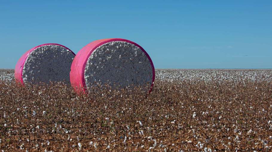 Cotton harvesting in São Desidério, Bahia.