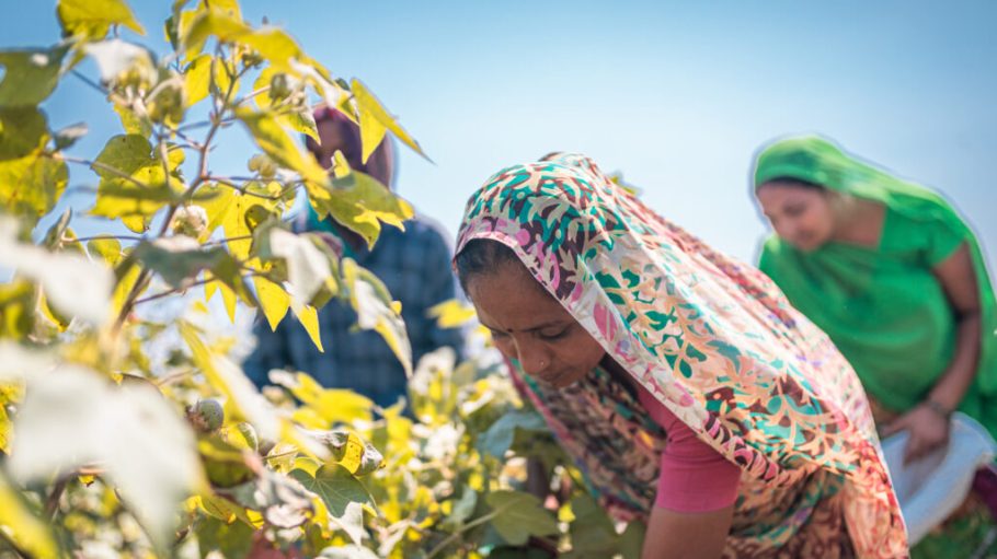Cotton community in Kodinar, Gujarat, India, harvesting cotton.