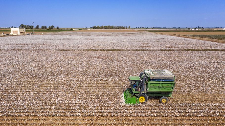 Cotton fields in Isla Mayor, Lebrija, Seville, Spain.
