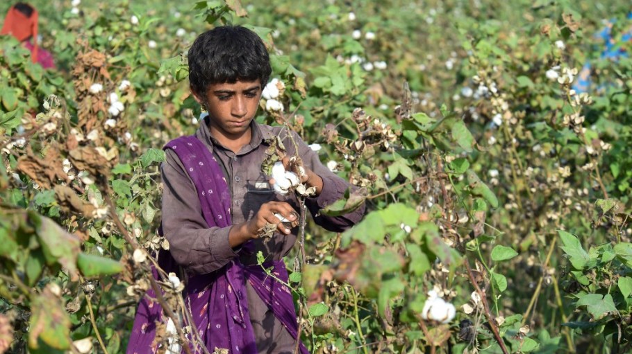 A young boy picks cotton in a field at Sammu Khan Bhanbro village in Sukkur, Sindh province, Pakistan.
