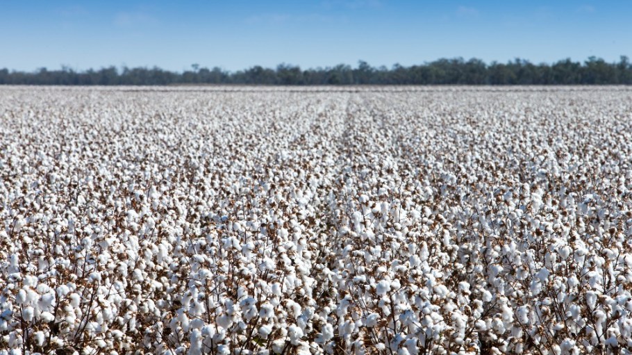 The U.S. Cotton Trust Protocol has seen a significant increase in participation since 2023.