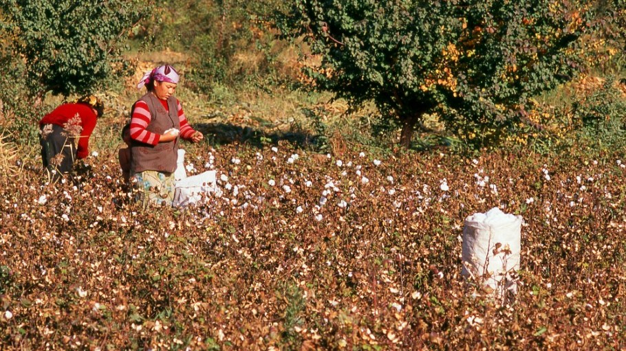 A Uyghur family picking cotton in the fields around Kashgar, Xinjiang Province.