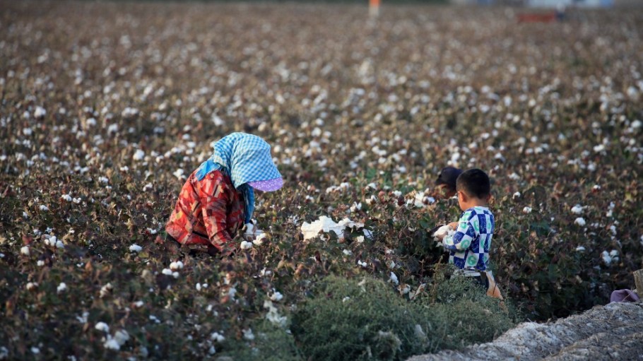 A cotton farm in Xinjiang province.