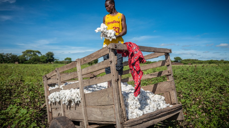 A Cotton Made in Africa cotton farmer in Tanzania.