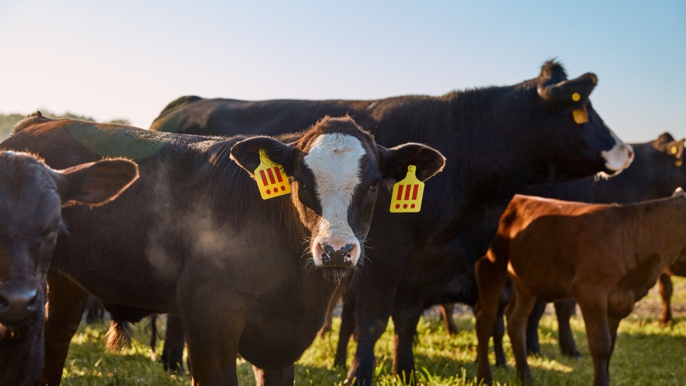 The 404 tokens giving consumers the chance to own a slice of Angus (be it in the form of a burger or a bag) sold out “very, very, very fast,” per Wiesner.