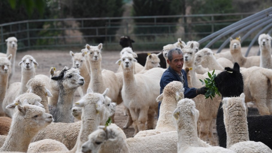 Alpaca