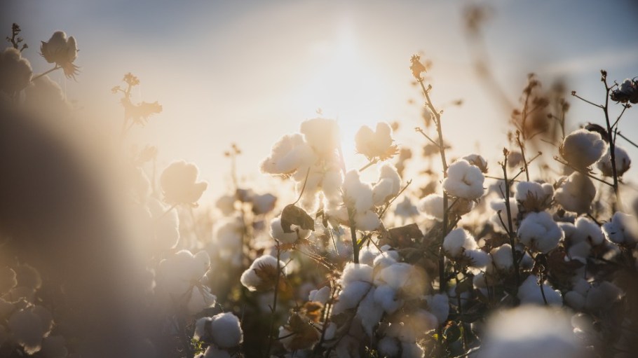 Better Cotton has teamed with a Punjab government initiative to bring traceability to the country's smallholder farms.