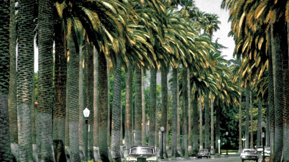 Rolls Royce driving down Palm tree lined