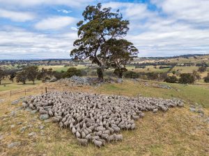 A flock of Saxon Merinos at Coliban Park, Victoria. 