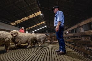 John Taylor with some of his Saxon Merino rams inside the woolshed at Winton, Tasmania. 