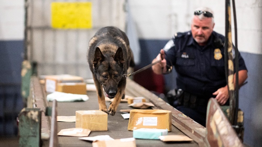 An officer from the Customs and Border Protection, Trade and Cargo Division works with a dog to check parcels at John F. Kennedy Airport's U.S. Postal Service facility.