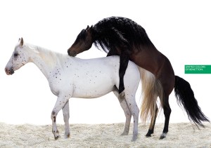 1996, horses.