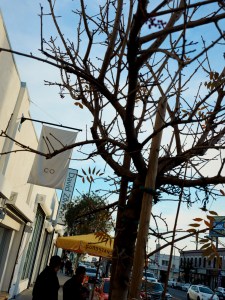 A view along Western Ave in the Melrose Hill neighborhood in Los Angeles