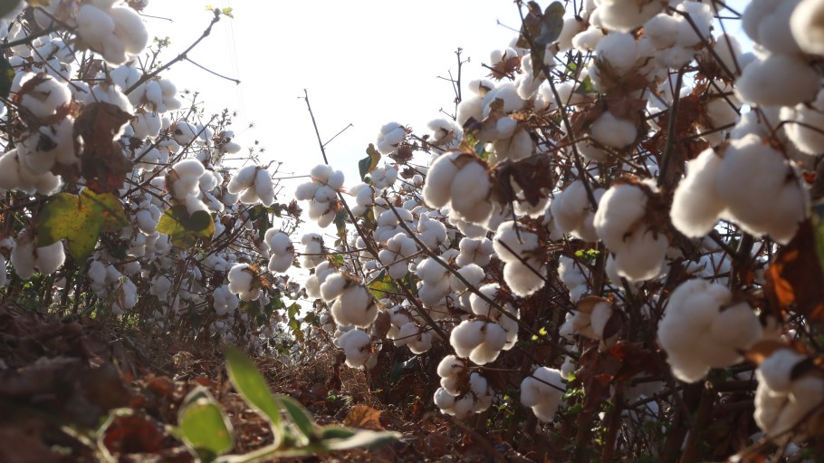 cotton field