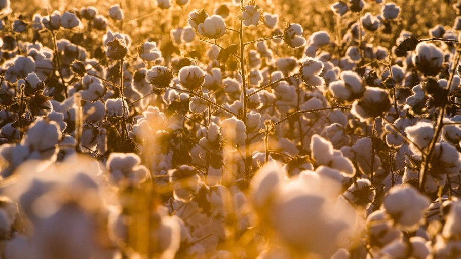 Cotton in Brazil