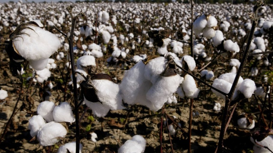 The Organic Cotton Accelerator published a new life cycle assessment study outlining the environmental benefits of organic cotton farming in India.