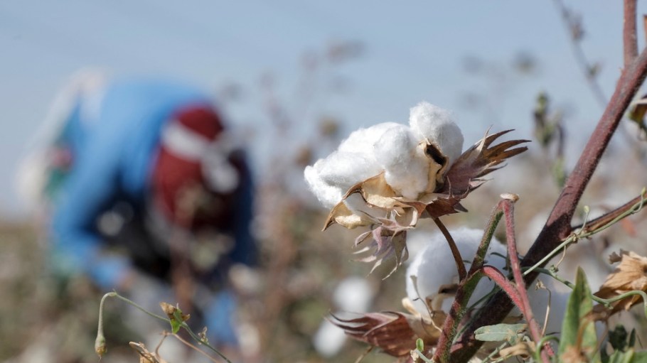 Uzbek cotton