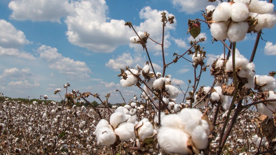 Cotton field