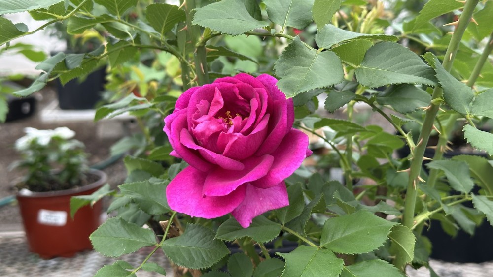 The Fifth Avenue rose.
