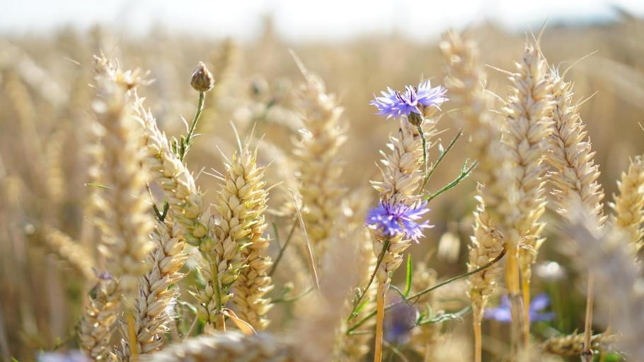 Agricultural waste can become the clothes of the future, a research team from Chalmers University in Sweden discovered.