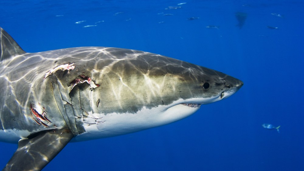 Great White Shark