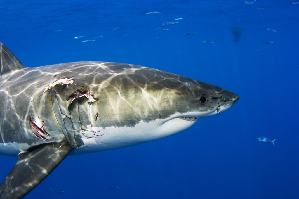 ‘Jaws’ Still Lives on Martha’s Vineyard for Thousands