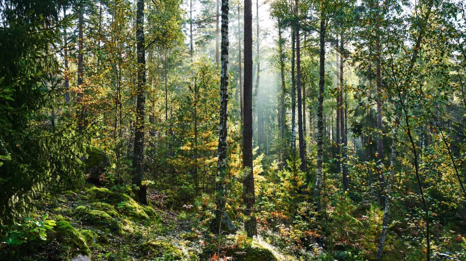 Sodra’s operating loss for the quarter totaled 389 million Swedish kronor ($40.25 million), down 2.3 percent from last year’s $41.18 million.