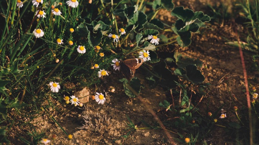 To help elevate the work of those that are committed to regenerative outcomes, Textile Exchange has created “A Guide to Credible Regenerative Agriculture Claims.”