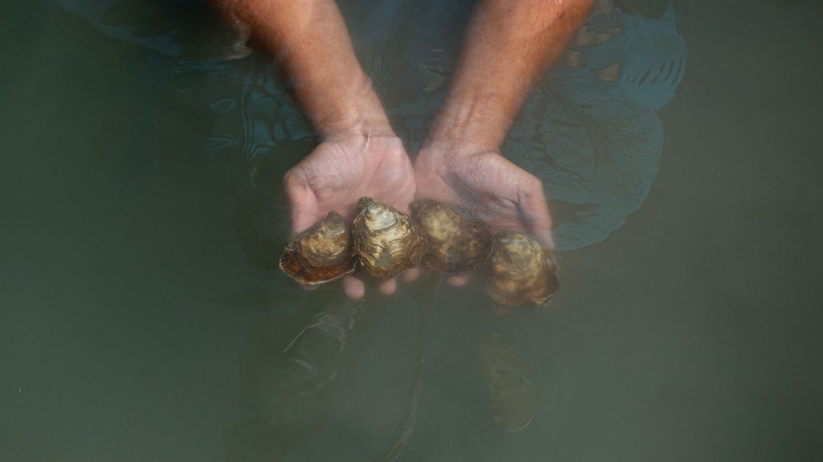 TOPSHOT - An oysterman holds oysters at a farm located in the marshes of the Bahia de Cadiz natural park in San Fernando de Cadiz, on August 30, 2021. - In the Bahia de Cadiz Natural Park, located over a large estuary, the action of the sea, wind and river sediments deposited over the centuries have drawn a mosaic of landscapes from beaches, mud flats and marshes. Nowadays most of the salt marshes are dedicated to the cultivation of marine species such as clams, sea basses, soles, mullets, prawns and oysters.