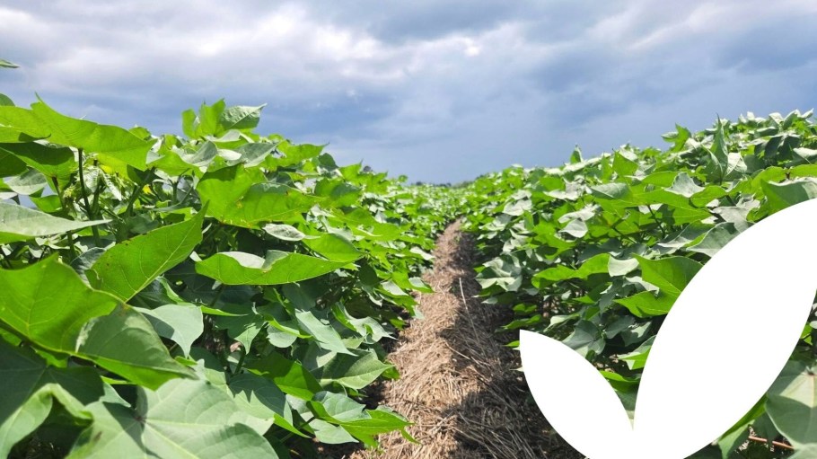 The U.S. Cotton Trust Protocol’s framework formally recognizes verified regenerative practices and measurable outcomes among growers in order to provide brands and retailers with regenerative cotton and greater sourcing options.