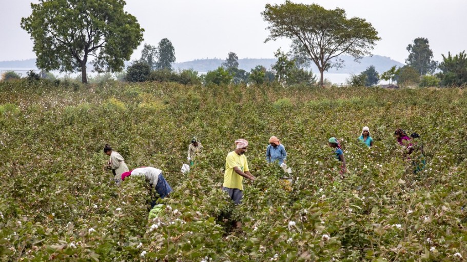 Farmers picking cotton in a field in Narmada district, Gujarat, India.
