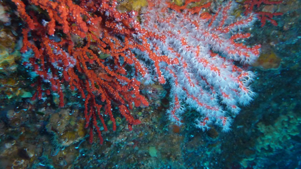 Corallium Rubrum
